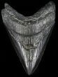 Black, Fossil Megalodon Tooth - Georgia #56350-1